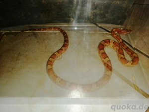 Kornnatter ca. 1 Jahr alt 