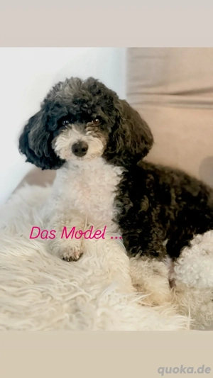 Reinrassige Zwergpudel in  Schwarz Bild 2