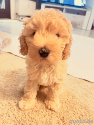 Reinrassige Zwergpudel in Apricot und Schwarz