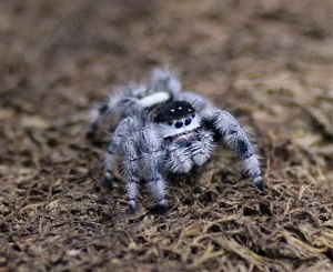 Phidippus regius Bahamas