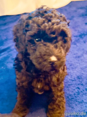 Reinrassige Zwergpudel in  Schwarz Bild 3