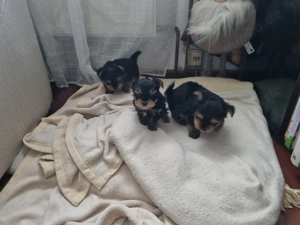 Yorkshire Terrier Welpen 