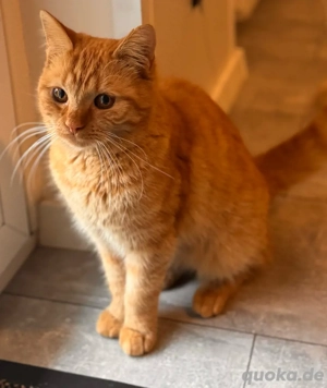 Leyla sucht ein neues Zuhause