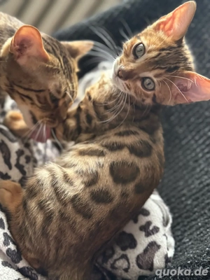 verkaufe bengalishe kitten 