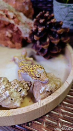 Leopardgecko Raptor Männchen