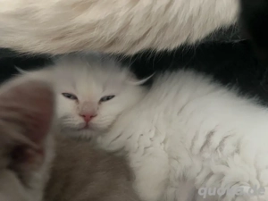 Wunderschöne BKH SCF Kitten 