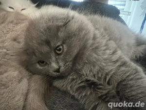 Wunderschöne BKH SCF Kitten  Bild 2