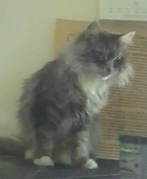 Kitten gesucht Weibchen 