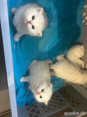 BKH reinrassig Kitten weiss blaue augen 