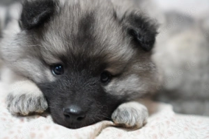 Wolfsspitz Keeshond Welpen zu verkaufen