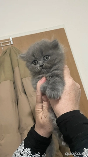 Britisch  Kätzchen reinrassig, wunderschön und stubenrein