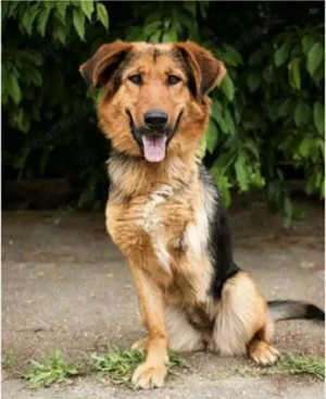 Naya - Dreibeinige Heldin sucht ihr Für-immer-Zuhause 