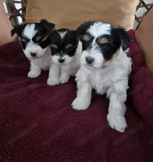 Biewer yorkshire terrier 