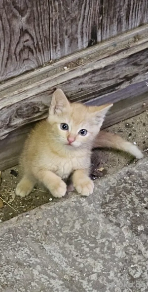 6 Kitten kleine rote Teufel Hauskatzen