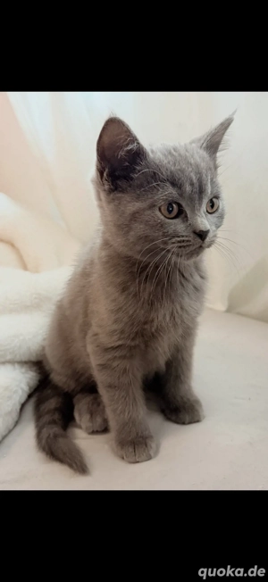 kitten, bkh katzenbabys , reinrassige babykatzen