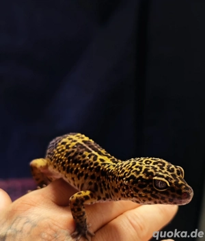 Leopardgecko Männchen   Black Night Pur (2020)