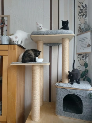 Süße BKH-Mischlingskätzchen suchen liebevolles Zuhause