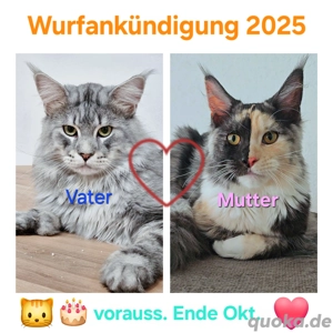 Wurfankündigung! Maine-Coon Kitten Kater Mädchen mit Stammbaum
