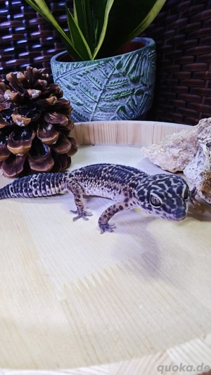 Leopardgecko Weibchen   Black Night Pur (2019)