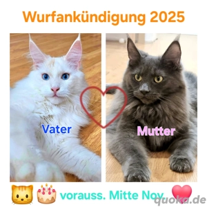 Wurfankündigung! Maine-Coon Kitten Kater Mädchen mit Stammbaum