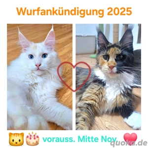Wurfankündigung! Maine-Coon Kitten Kater Mädchen mit Stammbaum