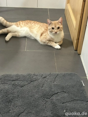   Liebevoller Kater  Ninush  abzugeben   