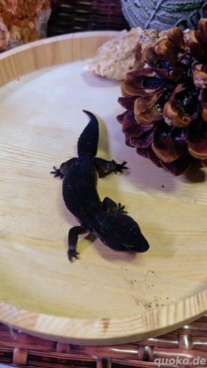 Leopardgecko Weibchen   Black Night Pur (09 2024)