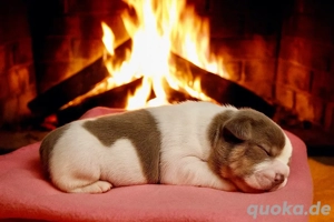 Französische Bulldogge Welpen der Extraklasse in Isabella Cherry Tan mit Ahnentafel Bild 6