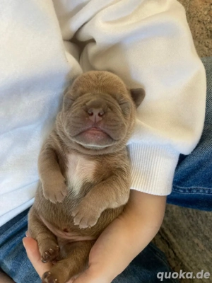 Französische Bulldogge Welpen der Extraklasse in Isabella Cherry Tan mit Ahnentafel Bild 7