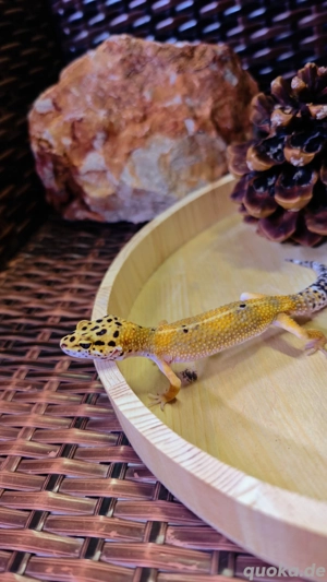 Leopardgecko Weibchen   Mandarin (09 2024)