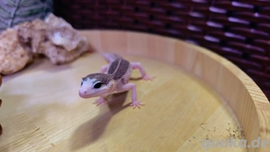 Leopardgecko Weibchen   Black Night Mack Super Snow Eclipse Pied (10 2024)