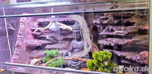 Komplettabgabe: Tiere + Terrarium+ Zubehör