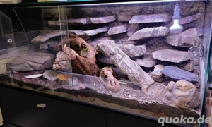 Terrarium 120 50 50 cm   mit Lampen & Zubehör, sofort nutzbar