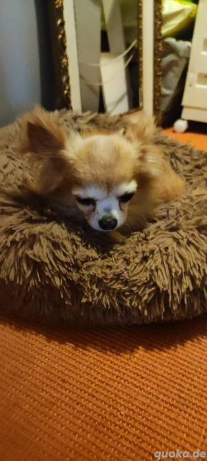 Verkaufe 1 kleinen Chihuahua 