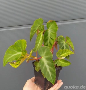 Begonia angularis 