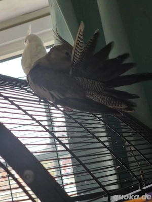 Nymphensittich Hahn gesucht