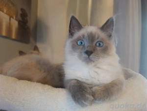  Exklusiver Blue Point Kater Heilige Birma abgabebereit