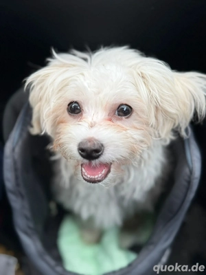 Malteser-Spitz Welpe Rüde