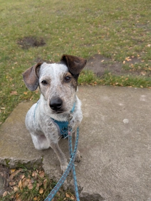 Gustav der Musterschüler