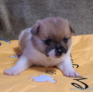 (New English Bulldog mix Bärchen)