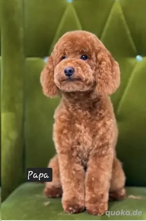 Toypudel Zwergpudel Deckrüde 