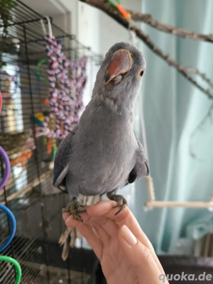 großer Käfig Voliere gesucht