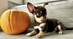 Gesunde Chihuahua-Welpen bereit. Bild 3