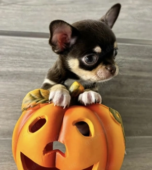 Gesunde Chihuahua-Welpen bereit. Bild 2