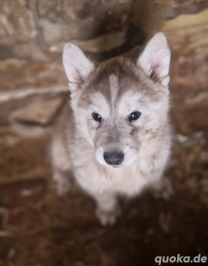 Siberian husky welpen