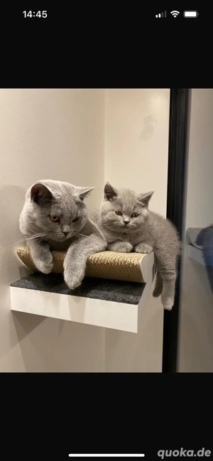 BKH Katzen abzugeben