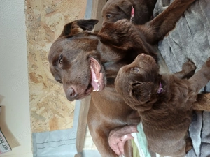 Labrador Welpen braun  Bild 3 Labrador Welpen braun  Bild 3