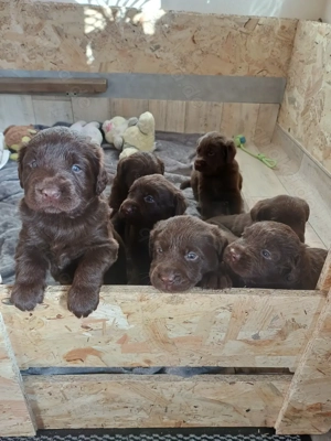 Labrador Welpen braun  Bild 2 Labrador Welpen braun  Bild 2