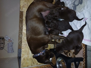 Labrador Welpen braun  Bild 5 Labrador Welpen braun  Bild 5