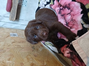 Labrador Welpen braun  Bild 6 Labrador Welpen braun  Bild 6